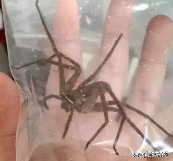 第245页